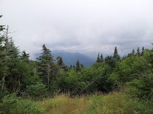 A trail in the White Mountains