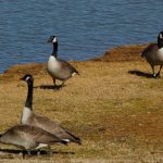 Canada geese sitting by a pond