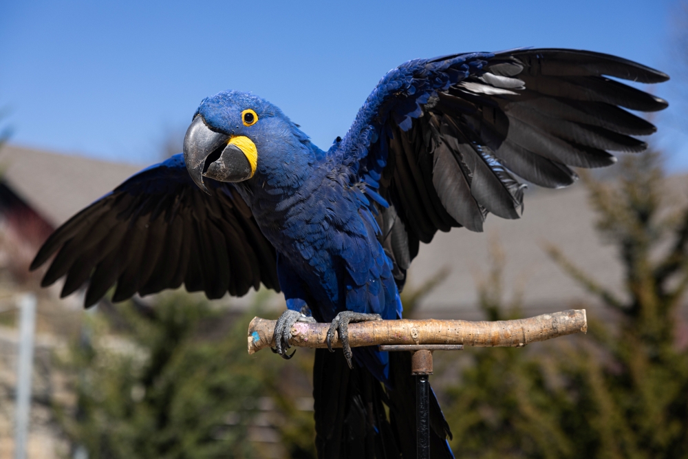 A blue macaw spreads his wings.