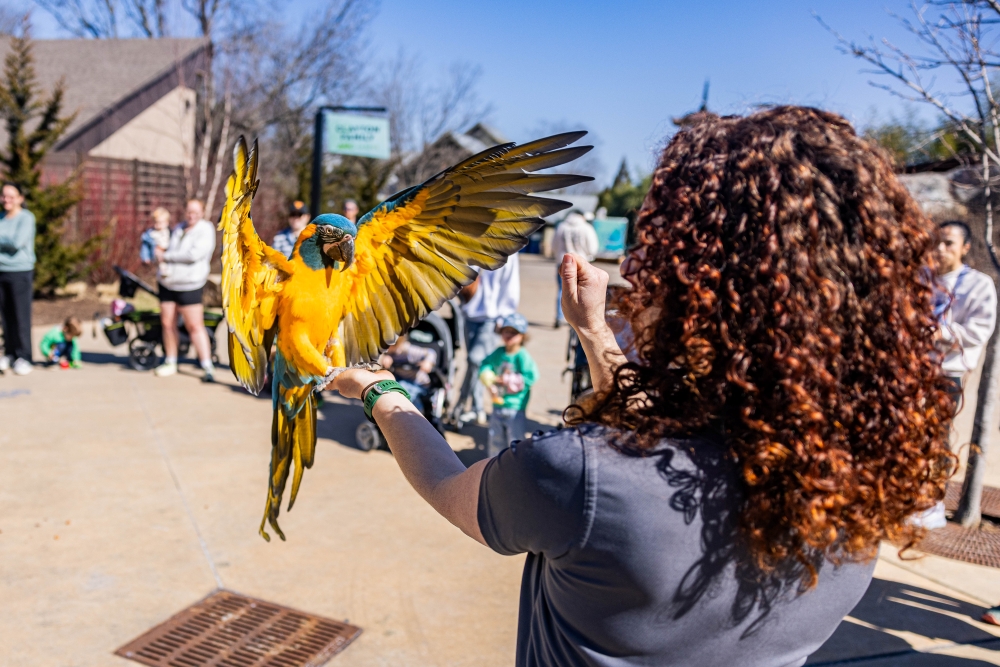 Blue and gold macaw lands on a woman's hand.