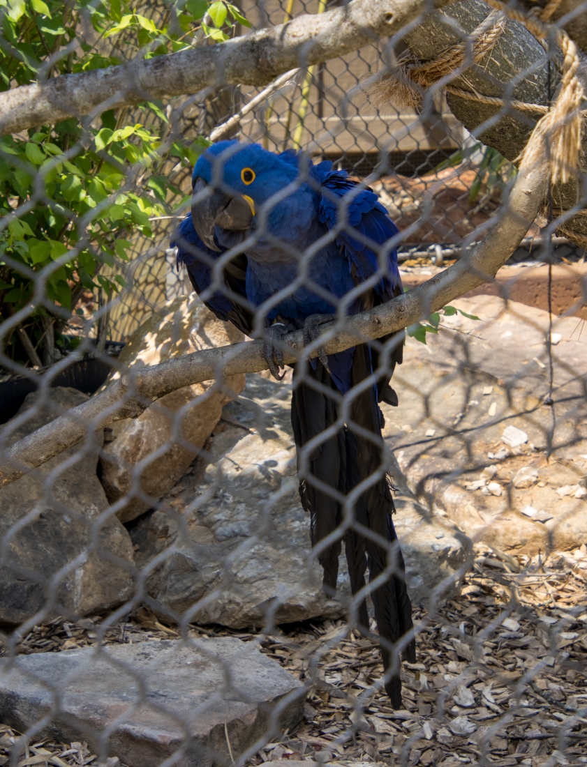 A blue Macaw perched behind a fence.