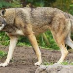 A photo of a Red Wolf walking with its head turned toward the camera.