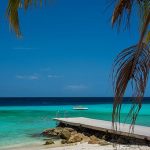A Caribbean beach with clear blue waters and a palm tree.