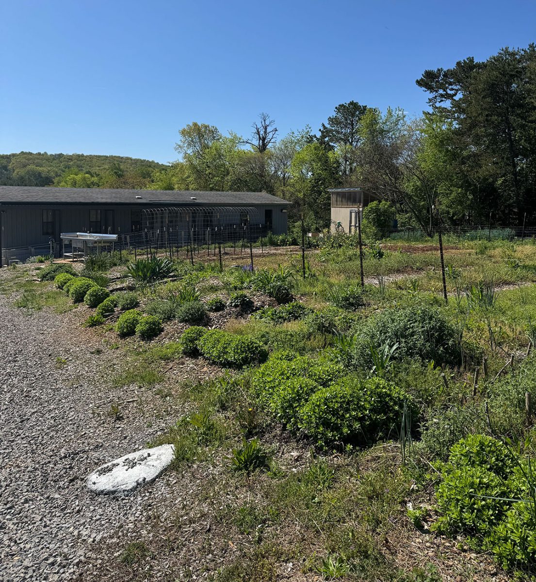 The Pellissipi State community garden.