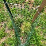 Small tree fenced in between three poles.