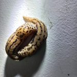 Brown tiger striped slug on a white background.