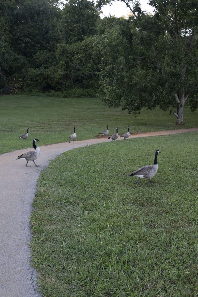 Geese crossing trail