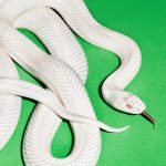 A white corn snake with its tongue out on a green background.