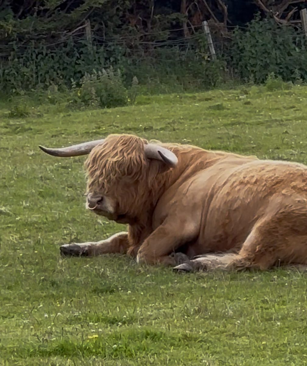 A highland cow resting on grass.