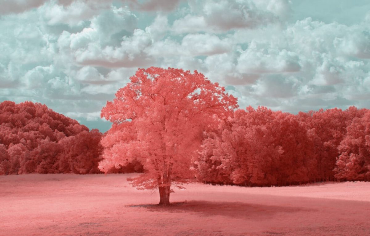 color corrected photograph of a red tree and ground against a turquoise sky