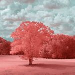 color corrected photograph of a red tree and ground against a turquoise sky