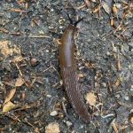 Brown slug