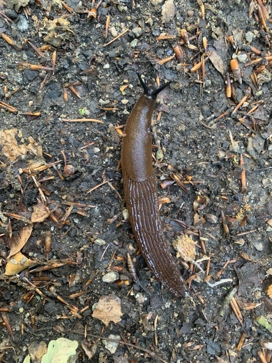 The Slug Massacre of 2024