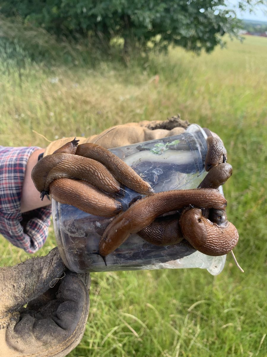 Cup of slugs.