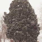 A grand tree stands strong amidst a snow storm. The ground is covered in snow and a tall tree stands glimmering with snowflakes.