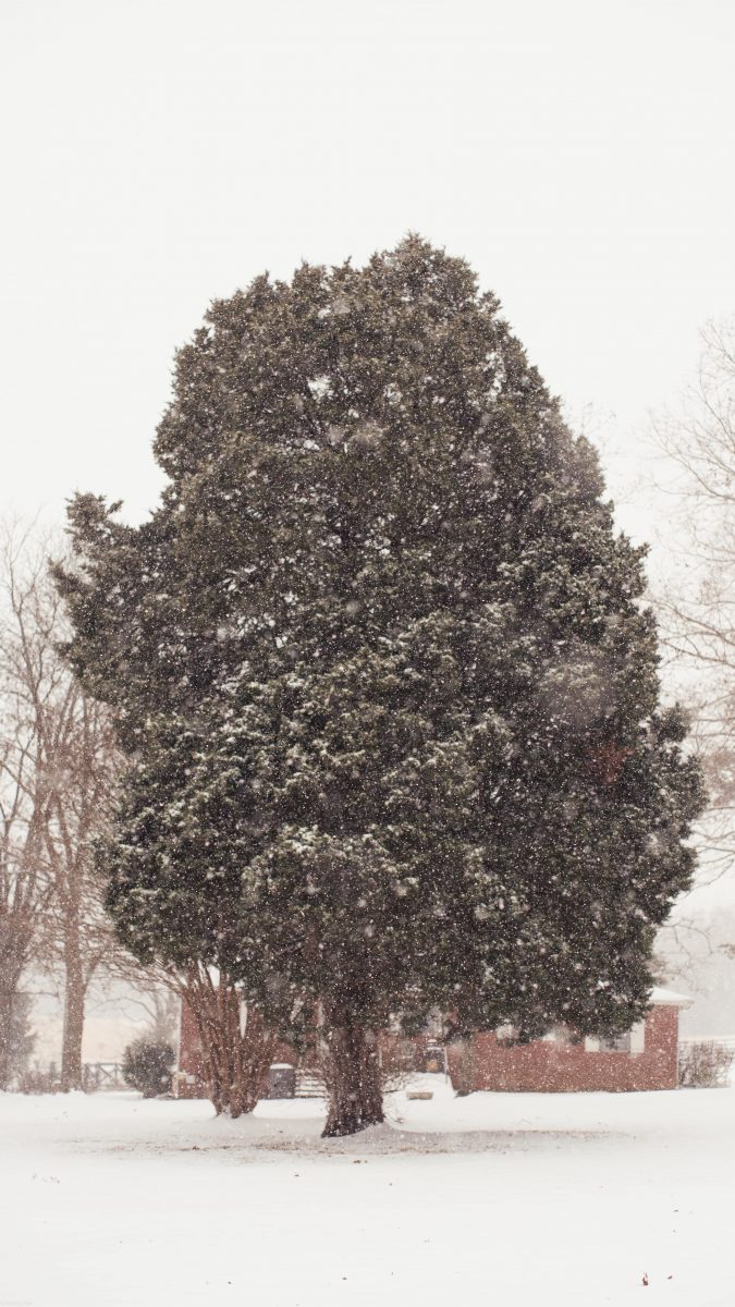 A grand tree stands strong amidst a snow storm. The ground is covered in snow and a tall tree stands glimmering with snowflakes.