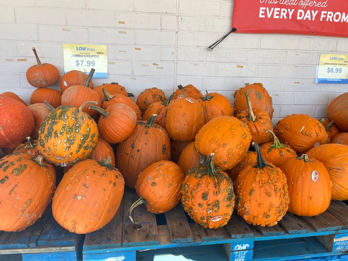 Many pumpkins of different sizes and textures on blue wooden pallets for sale outside of a food city with a sign saying jumbo gourds and the price.