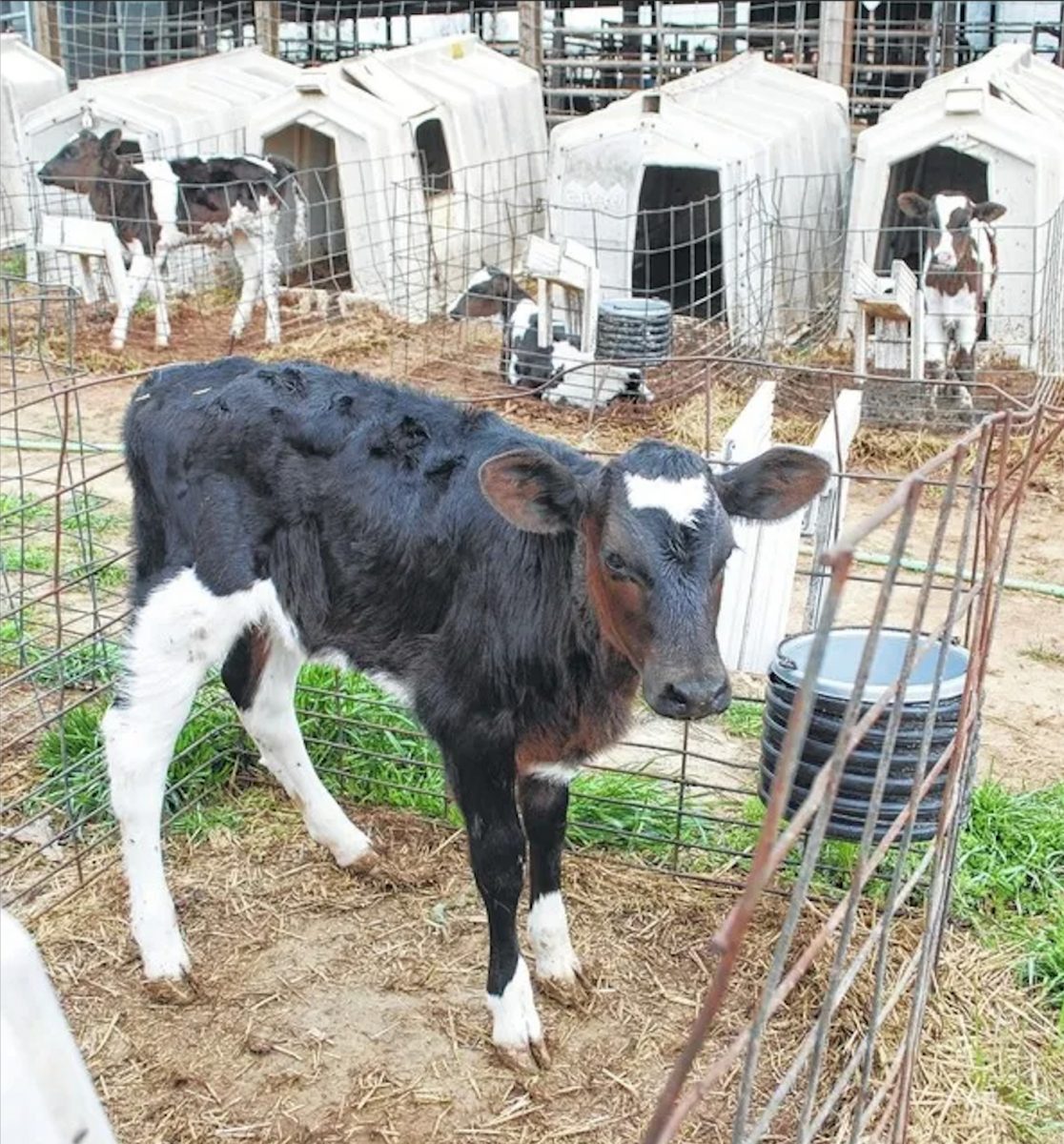 Multiple cows are visible in separated, fenced in, outdoor enclosures.