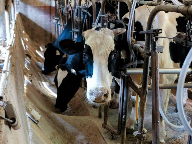 A line of cows are pictured with their necks entrapped while they eat.