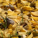 Leaves on the ground with longer pieces of grass growing from the ground.