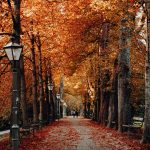 A pathway with fallen leaves on it under trees.