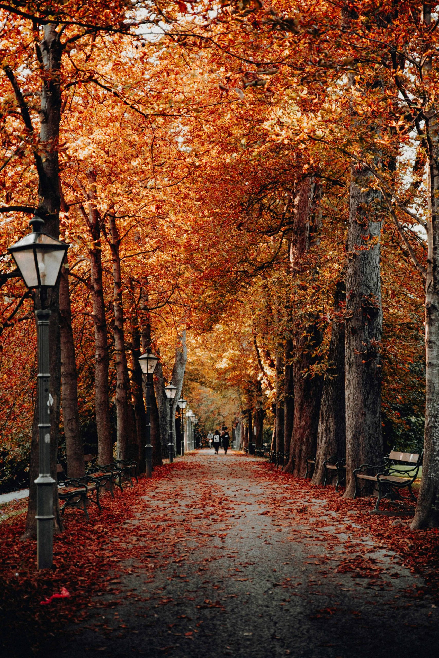 A pathway with fallen leaves on it under trees.