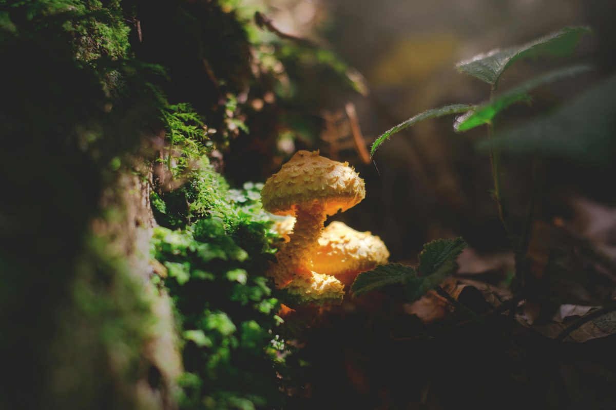 A mushroom lit warmly, surrounded by moss and plants.