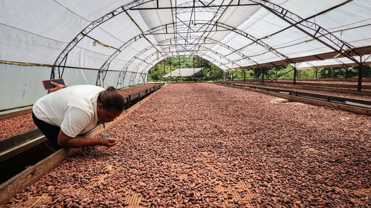 Cocoa Beans Drying in Greenhouse. | Pexels Miguel Caireta Sera A greenhouse with troughs filled with cocoa beans, and a woman inspecting them.