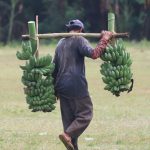 A man faced away from the camera carrying two bunches of bananas on shoulders.