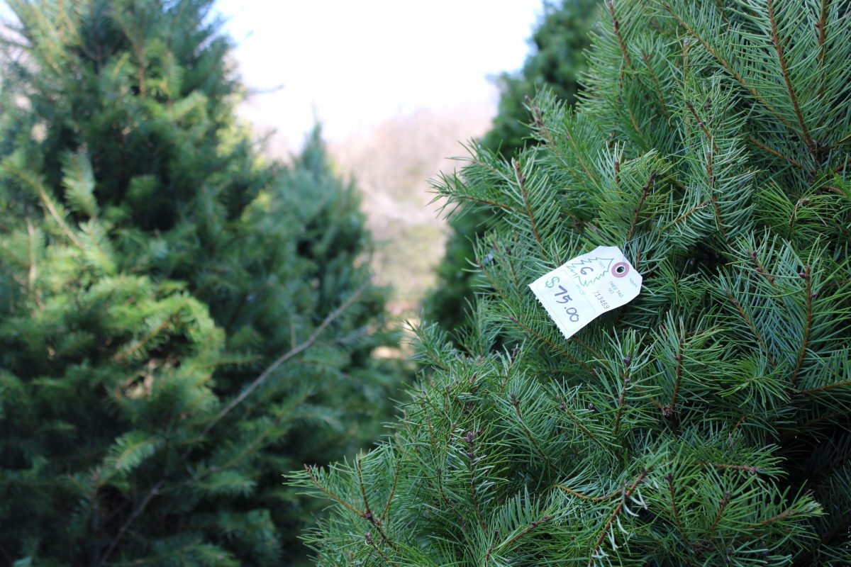 a close up shot of a Christmas tree with a price tag that reads "$75.00"