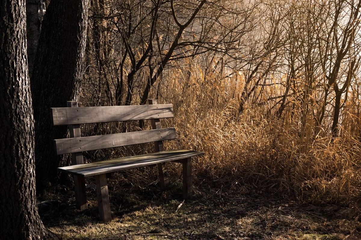 A wooden bench next to leafless trees and dead, overgrown grass.