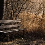 A wooden bench next to leafless trees and dead, overgrown grass.