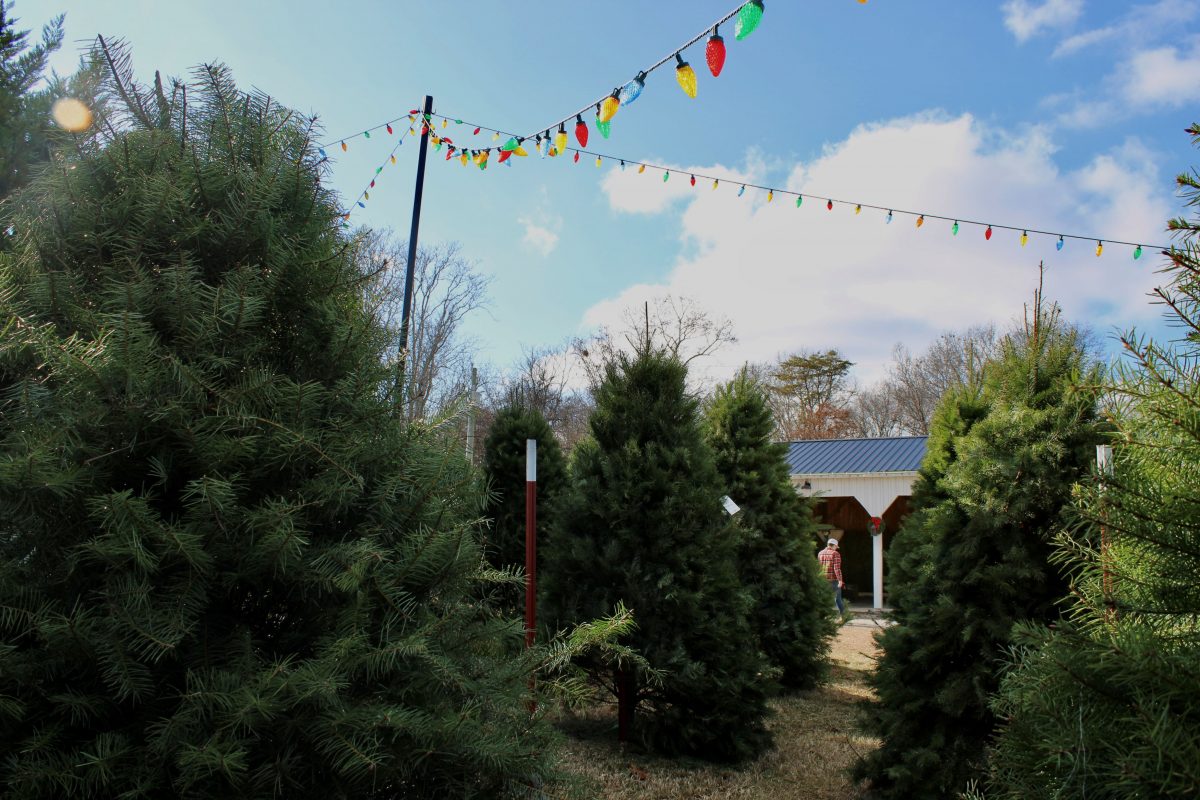 trees side by side at a farm, with lights hanging above them