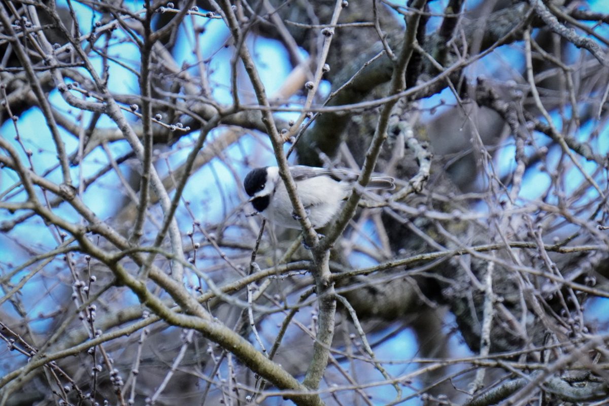 A Carolina Chickadee perches on a tree branch.