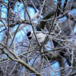 A Carolina Chickadee perches on a tree branch.