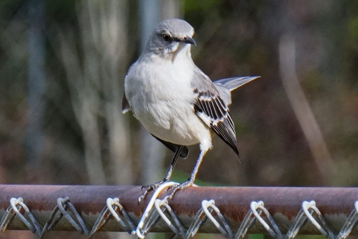A Northern Mockingbird perches on a metal fence.
