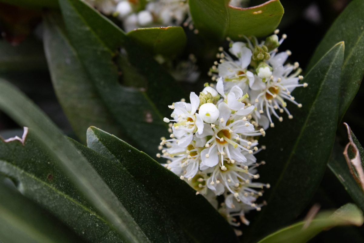 Several white flowers surrounded by green leaves.
