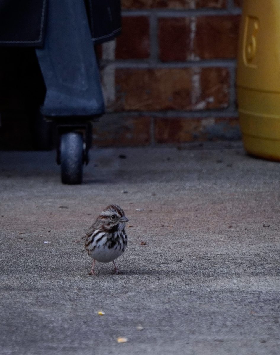 A Song Sparrow surveys its surroundings outside of a brick building.