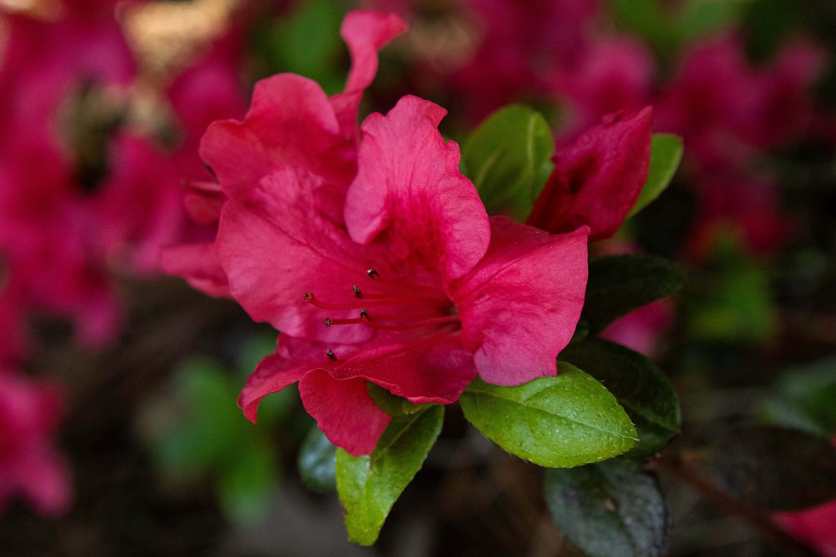 A pink-red flower with green leaves.