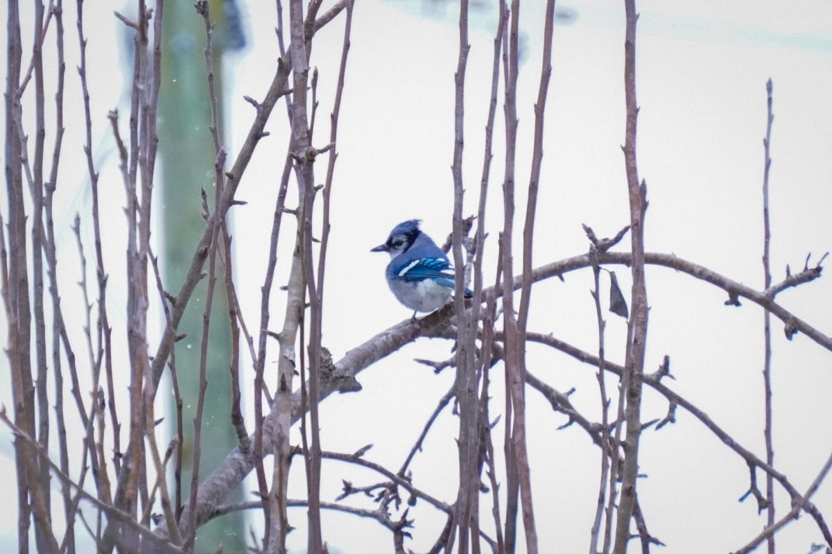A Blue Jay perches on a leafless tree branch.