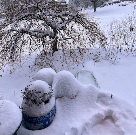 A small tree and some pots blanketed in snow.