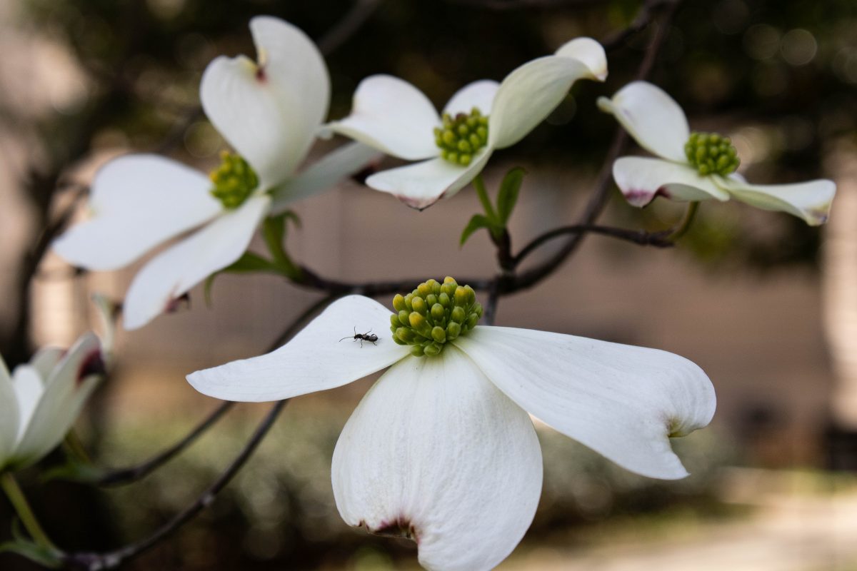 Several white flowers with an ant on one of them.