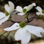 Several white flowers with an ant on one of them.