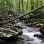 Water flowing over rocks in a forest.