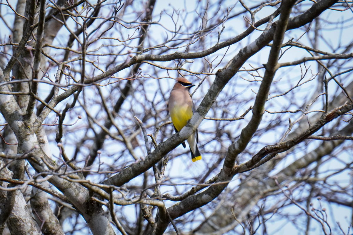 A Cedar Waxwing observes while perching on a branch.