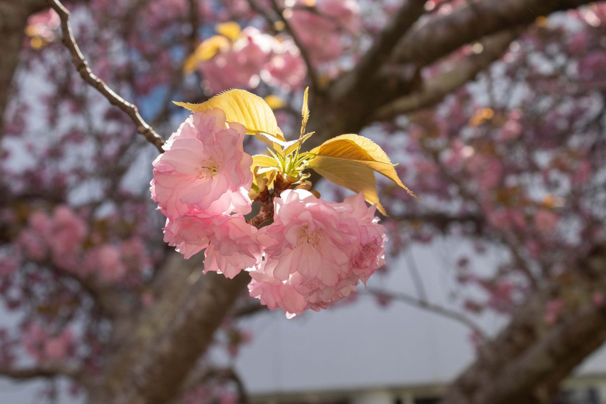 Pink flowers in a tree