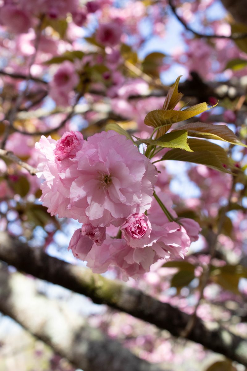 Pink flowers in a tree