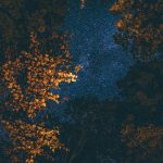 StarsandTrees
