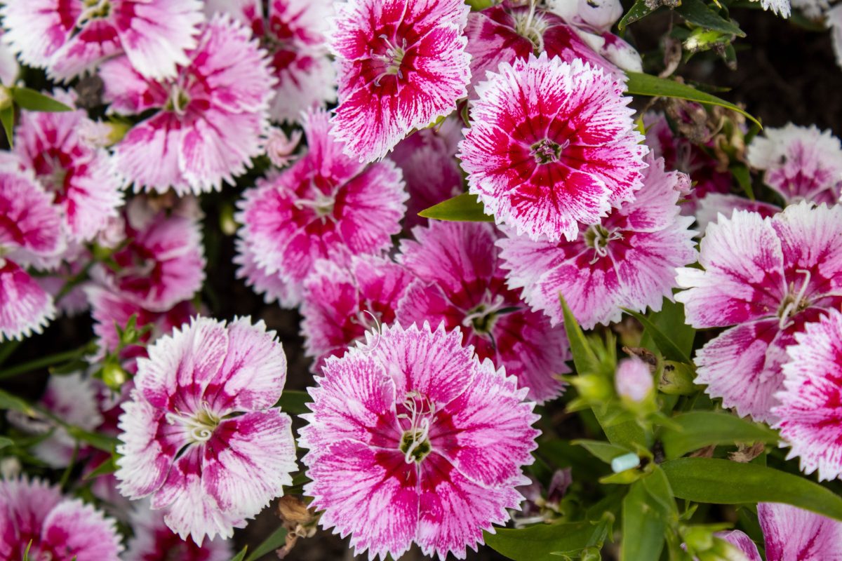 flowers from Muckross house gardens in Ireland
