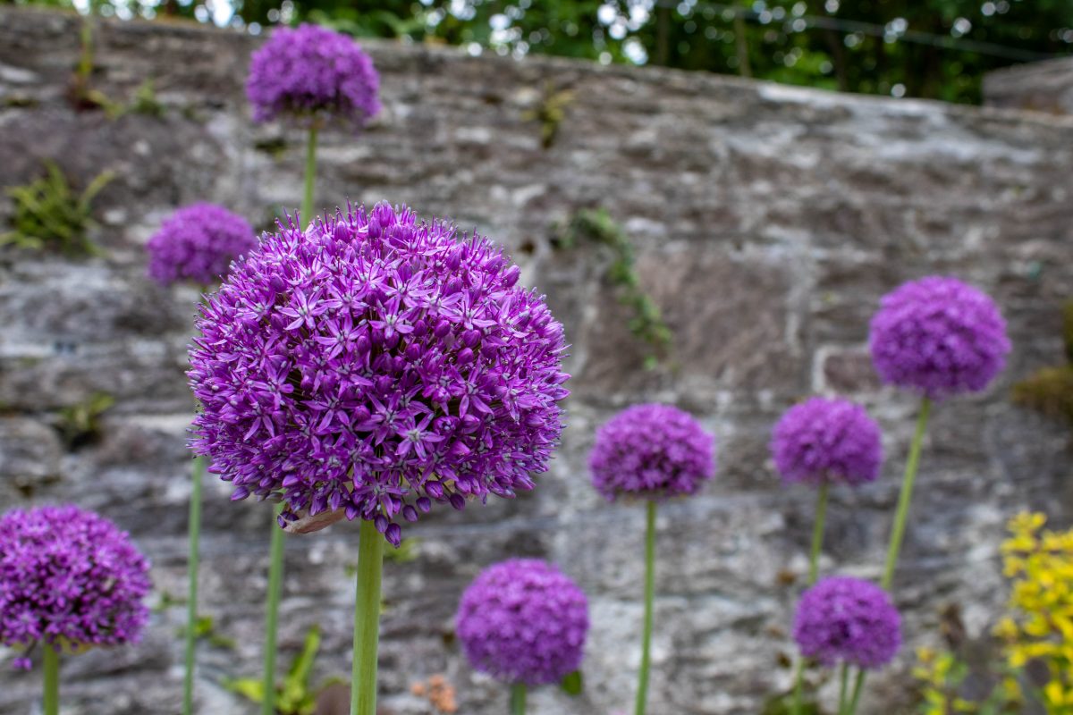 flowers from Muckross house gardens in Ireland